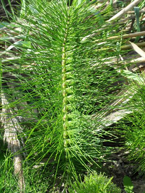Equisetum telmateia / Equiseto maggiore